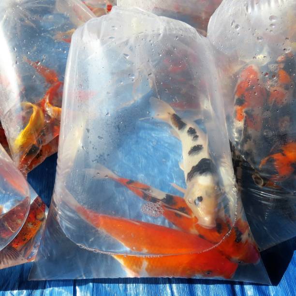 istock FREE FAIR AND ORNAMENTAL FISH SUPPLY 1006165362