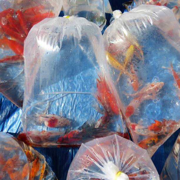 istock FREE FAIR AND ORNAMENTAL FISH SUPPLY 1006165620