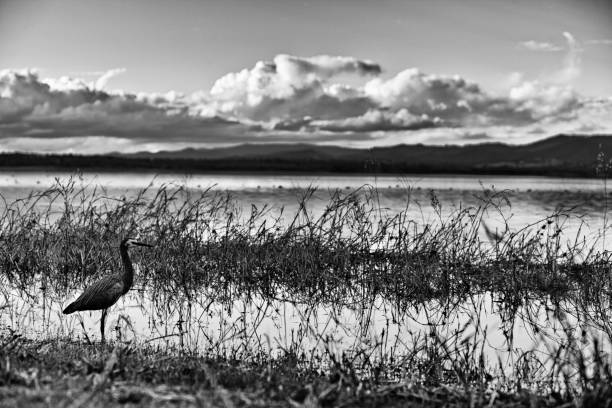 istock White faced heron at Lake Wivenhoe 1006168152