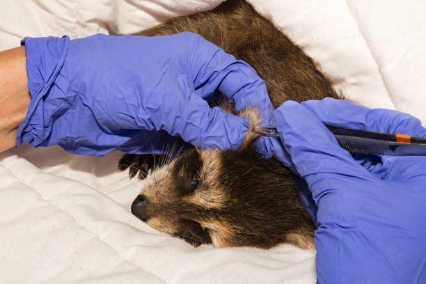 istock Removing Ticks from a Raccoon 1006168252