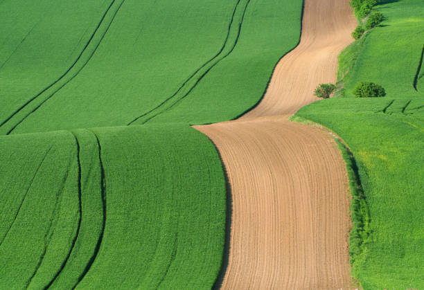 istock Wavy field with young green crops and tractor traces. 1006168856