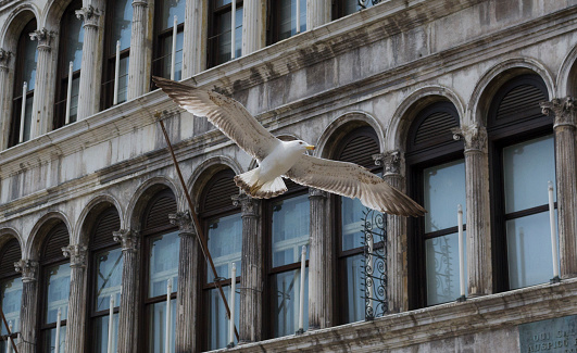 Seagull flying over St. Mark's Square, Venice, Italy
