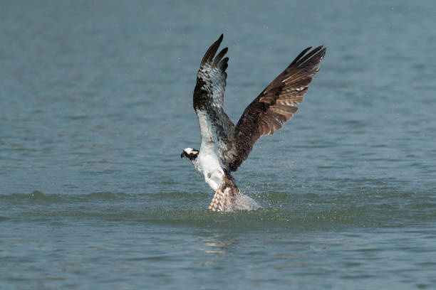 istock Osprey catching fish from the lake. 1006174954