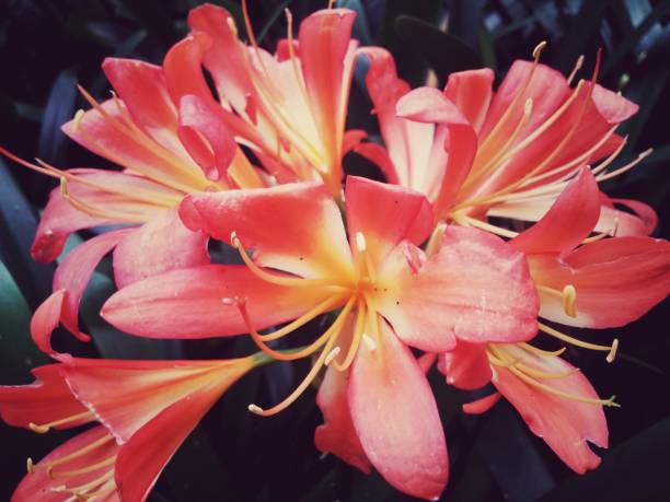 istock Natal, Kaffir or bush lily pink flower (Clivia miniata) with long stamens 1006177150