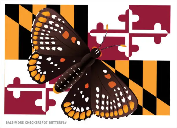Vector illustration of BALTIMORE CHECKERSPOT BUTTERFLY