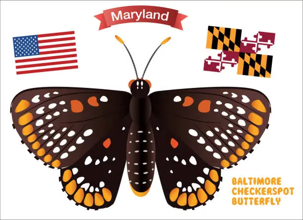 Vector illustration of BALTIMORE CHECKERSPOT BUTTERFLY