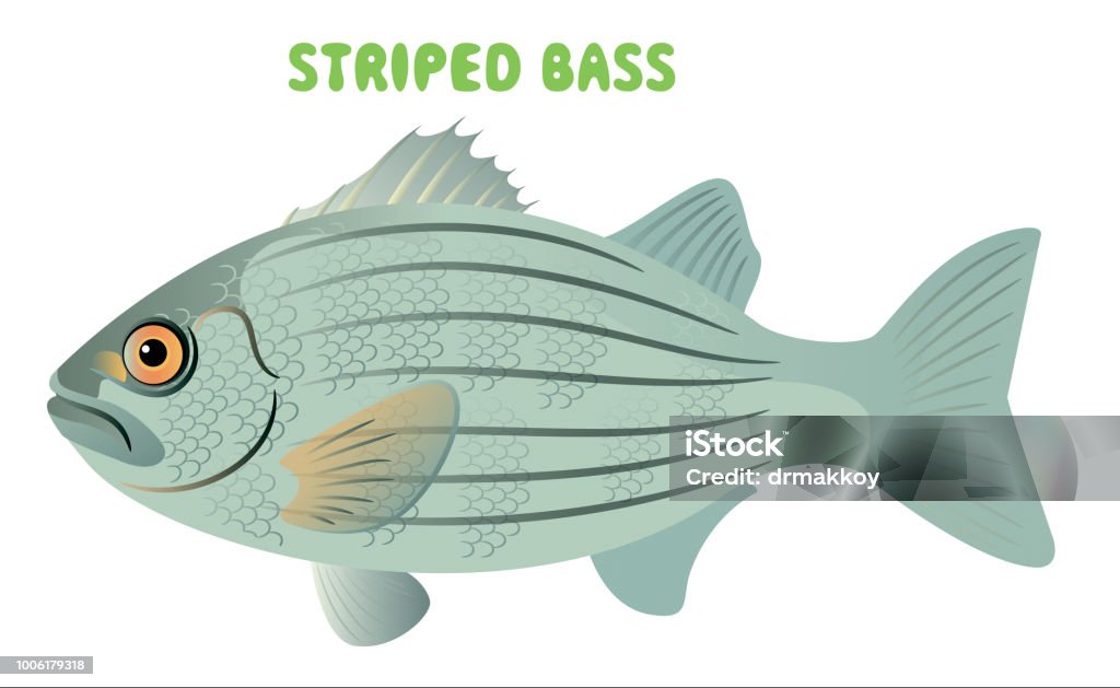 STRIPED BASS VECTOR Striped Bass stock vector