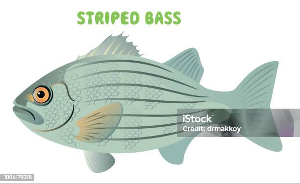 Striped Bass Stock Illustration - Download Image Now - Striped Bass, Vector, American Culture