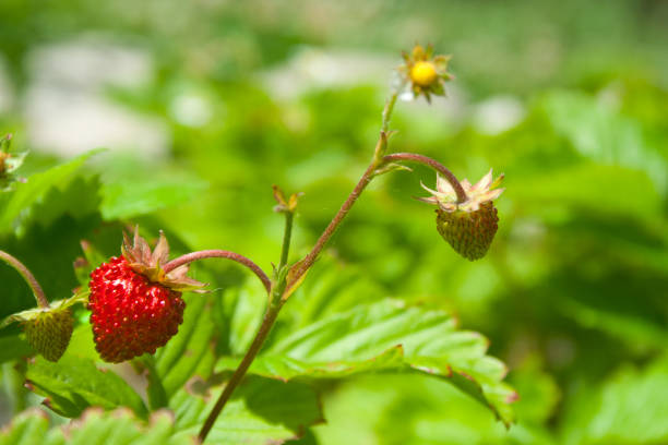 istock Red berries of strawberries on branches 1006186644