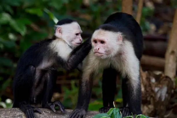 White-faced monkeys Capuchin cebus in Central America