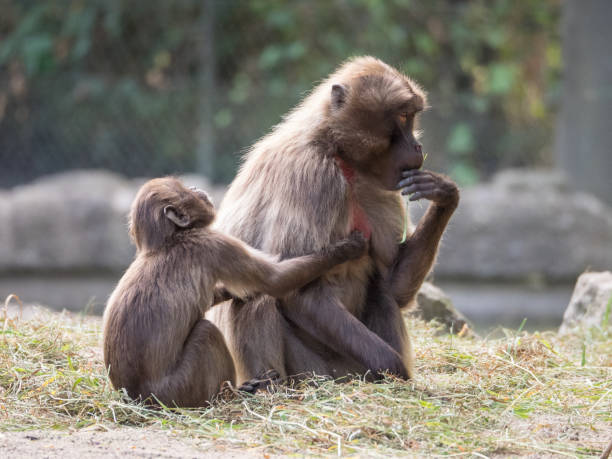 istock wild animals in the zoo 1006191736