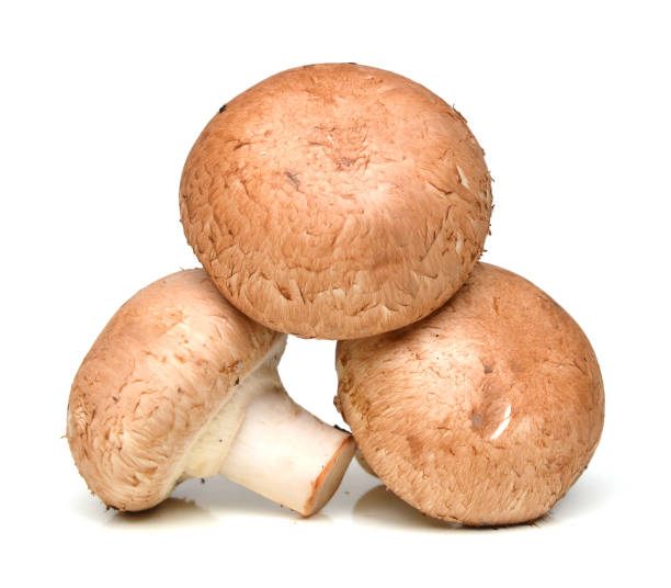 istock Brown champignon mushroom isolated on white background cutout 1006196084