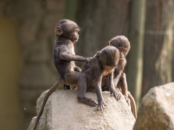 istock wild animals in the zoo 1006196218