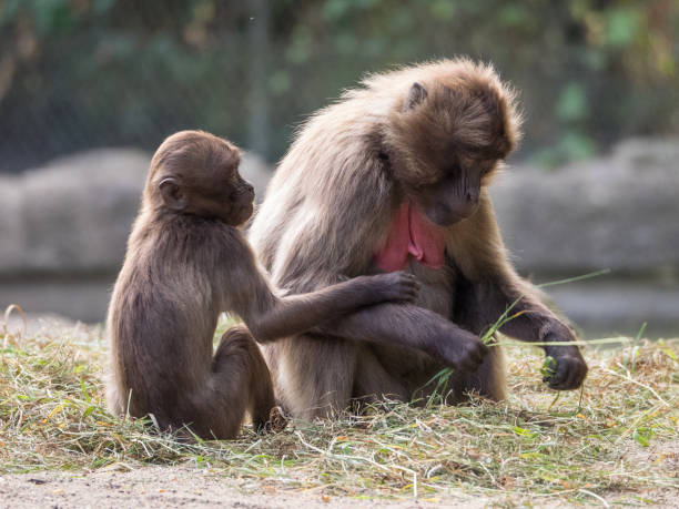 istock wild animals in the zoo 1006196268