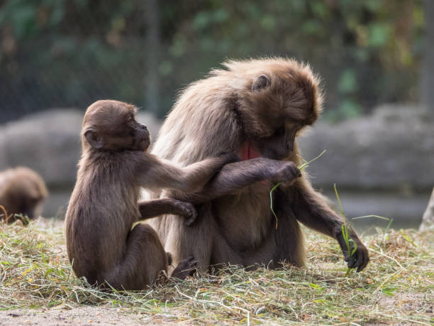istock wild animals in the zoo 1006196284