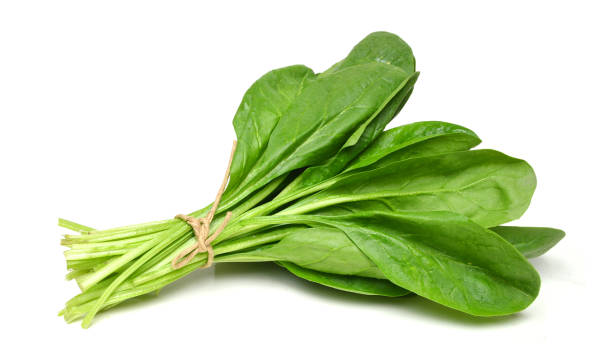 孤立した白い背景にほうれん草の葉の束 - spinach ストックフォトと画像