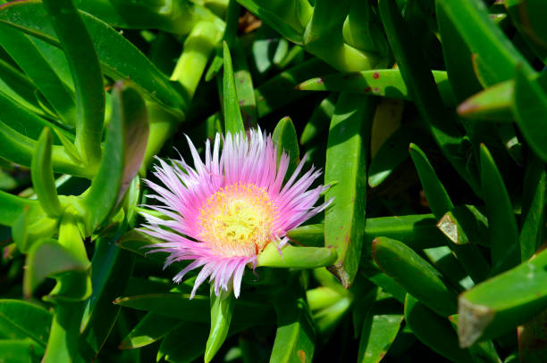 hottentot fig latin name carpobrotus edulis - sea fig imagens e fotografias de stock