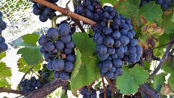 Juicy red wine grapes with large green leaves, hanging from the vine at a wine vineyard; close up view with details; wine making, wine tasting, wine connoisseur, travel, wine region ideas