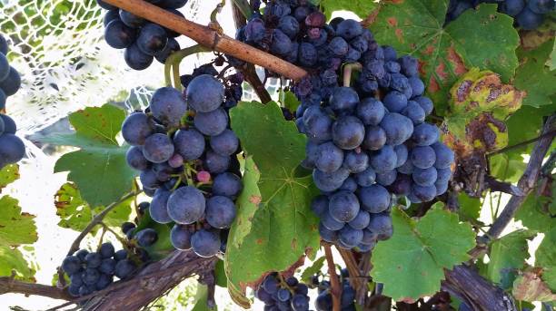 Cabernet/Deep Purple-Red Grapes Bunched on the Vine, Close Up, In Summer stock photo