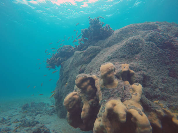 istock Coral reefs in Panama 1006204602