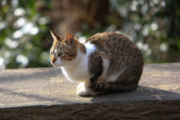 istock Stray cat in a park in Kyoto, Japan. 1006205632