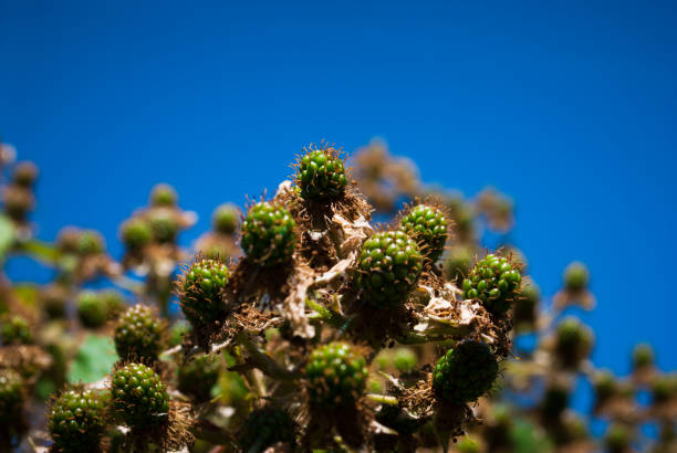 istock blackberry plant with  green berries as nice natural background 1006205638