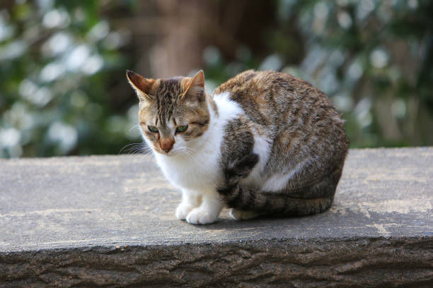 istock Stray cat in a park in Kyoto, Japan. 1006205738