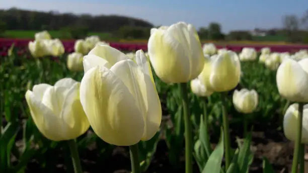 beautiful tulips are blooming in tulip field on sunny day