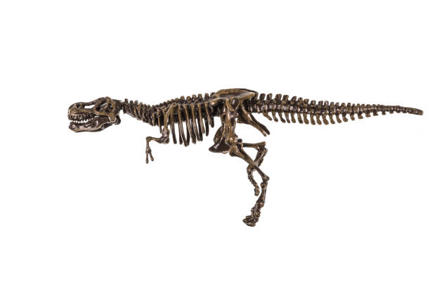 istock skeleton of a dinosaur on a isolated background 1006209144