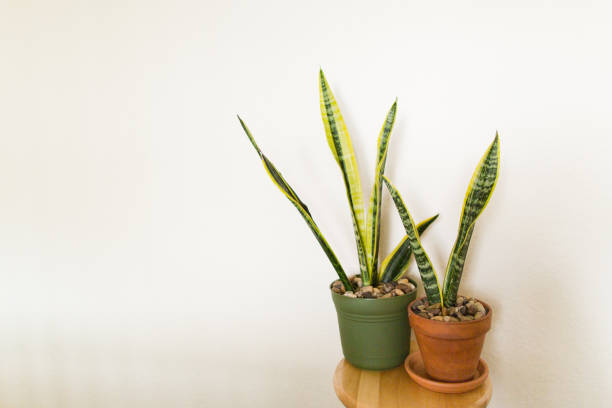istock Snake Plant Houseplant 'Laurentii' 1006209504