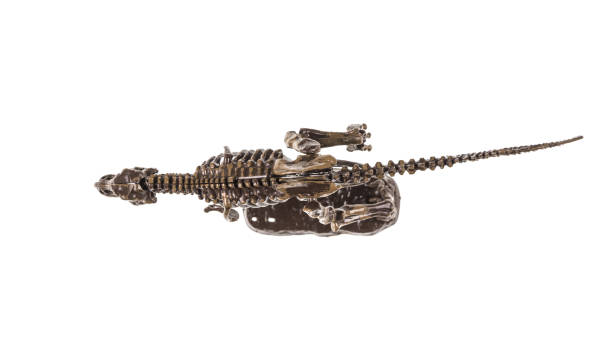 istock skeleton of a dinosaur on a isolated background 1006209548