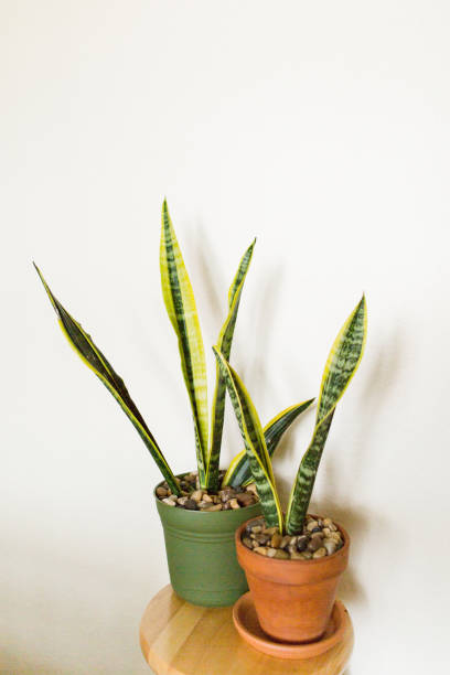 istock Snake Plant Houseplant 'Laurentii' 1006209632