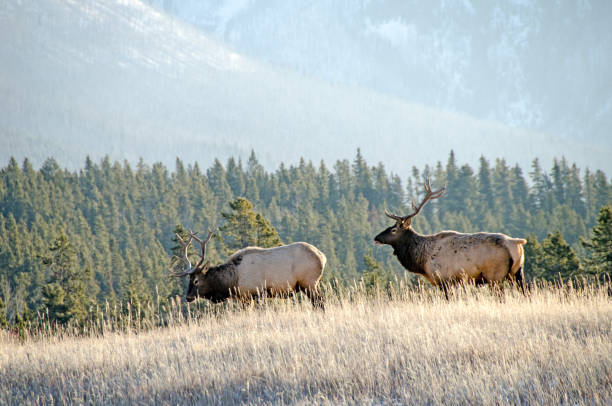 istock Two Bull elk in open field near Banff  Alberta 1006209636