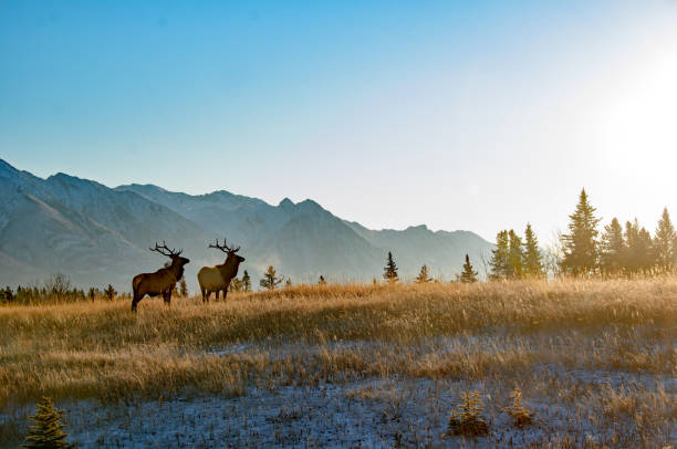 Two Bull elk in open field near Banff  Alberta