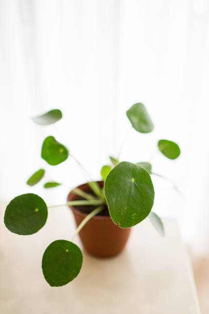 istock Pilea Plant 'Pilea Peperomioides' 1006211784