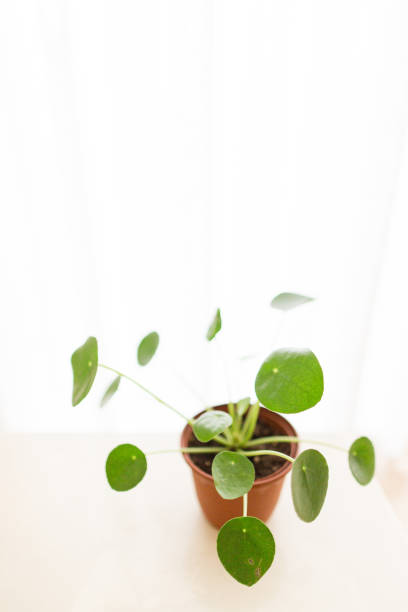 istock Pilea Plant 'Pilea Peperomioides' 1006212288