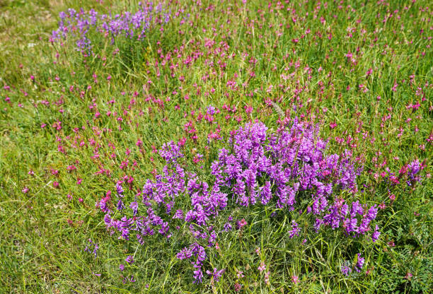 istock Vicia cracca flower in nature 1006212922