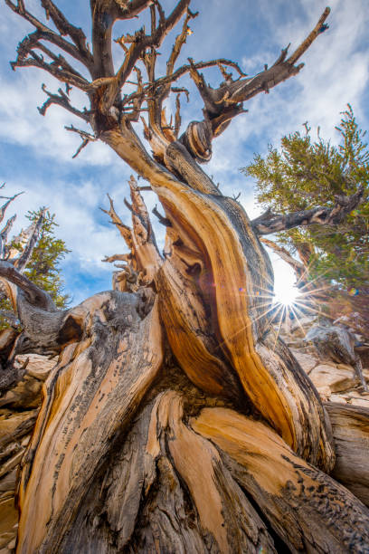 bristlecone 소나무 화창한 날에 세계에서 가장 오래 된 나무 - twisted branch tree california 뉴스 사진 이미지