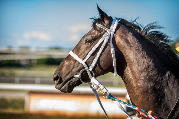 馬のヘッド  - horse horse racing animal head horseracing track ストックフォトと画像