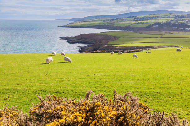 istock Spring panorama of Isle of Man 1006226186