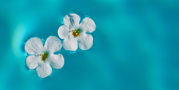 two flowers float on the water surface