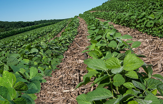 Rows of young soybeans grow in southern Wisconsin amid the remnants of a corn crop from the previous year.
