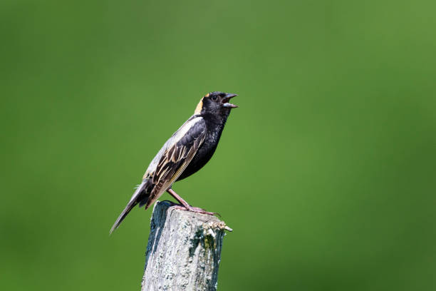 Bobolink in natural habitat.