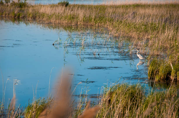 istock view of the lake with gray herons 1006229204