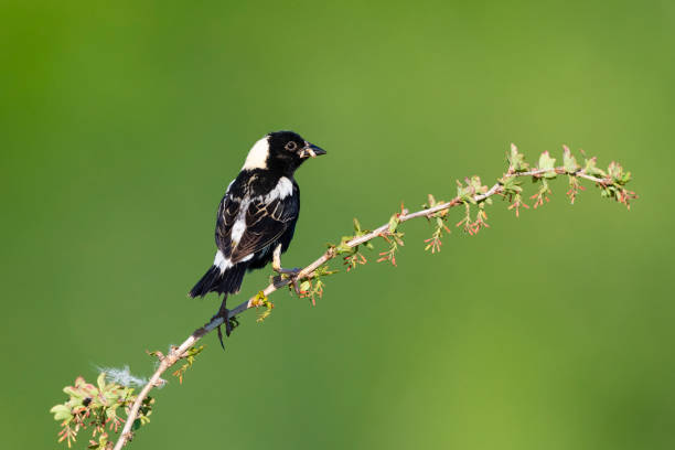 istock Bobolink, Dolichonyx oryzivorus, male bird perching 1006229290