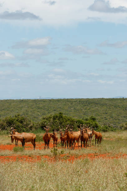 istock Herd of Red hartebeest standing together in the field 1006229436