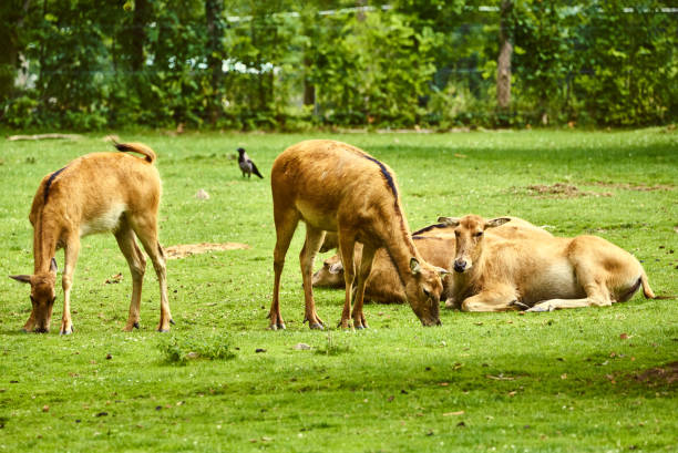 istock Pere David deers Austria Steiermark Herberstein Styria tourist destination Stubenberg am See 1006232700