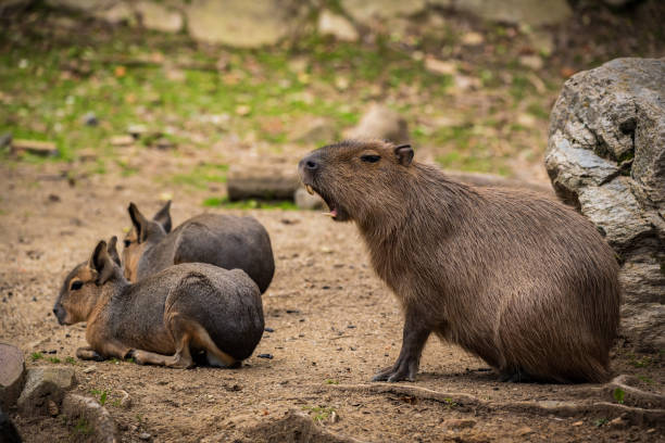istock Capybara animals in Herberstein tierpark Austria Styria Zoo 1006232812