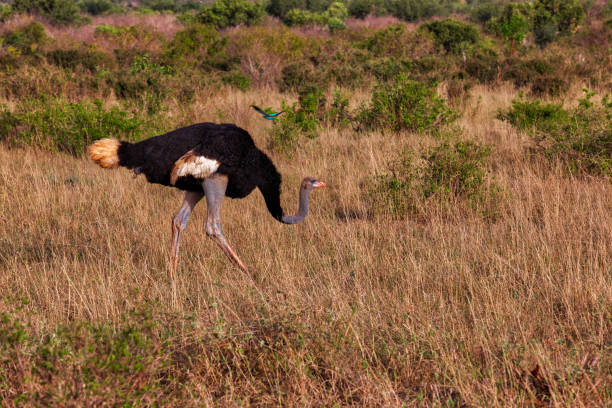 Male Somali Ostrich (Struthio camelus molybdophanes) grazing at Tsavo East National Park Male Somali Ostrich (Struthio camelus molybdophanes) grazing at Tsavo East National Park with flying bird somali ostrich stock pictures, royalty-free photos & images