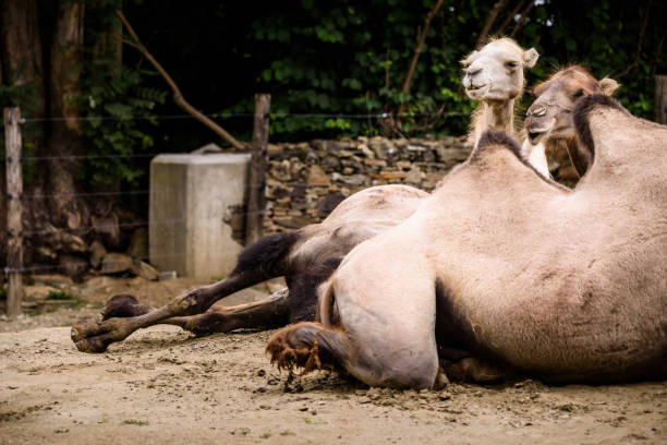 istock Camel in zoo Austria Steiermark Herberstein Styria tourist destination Stubenberg am See 1006237732